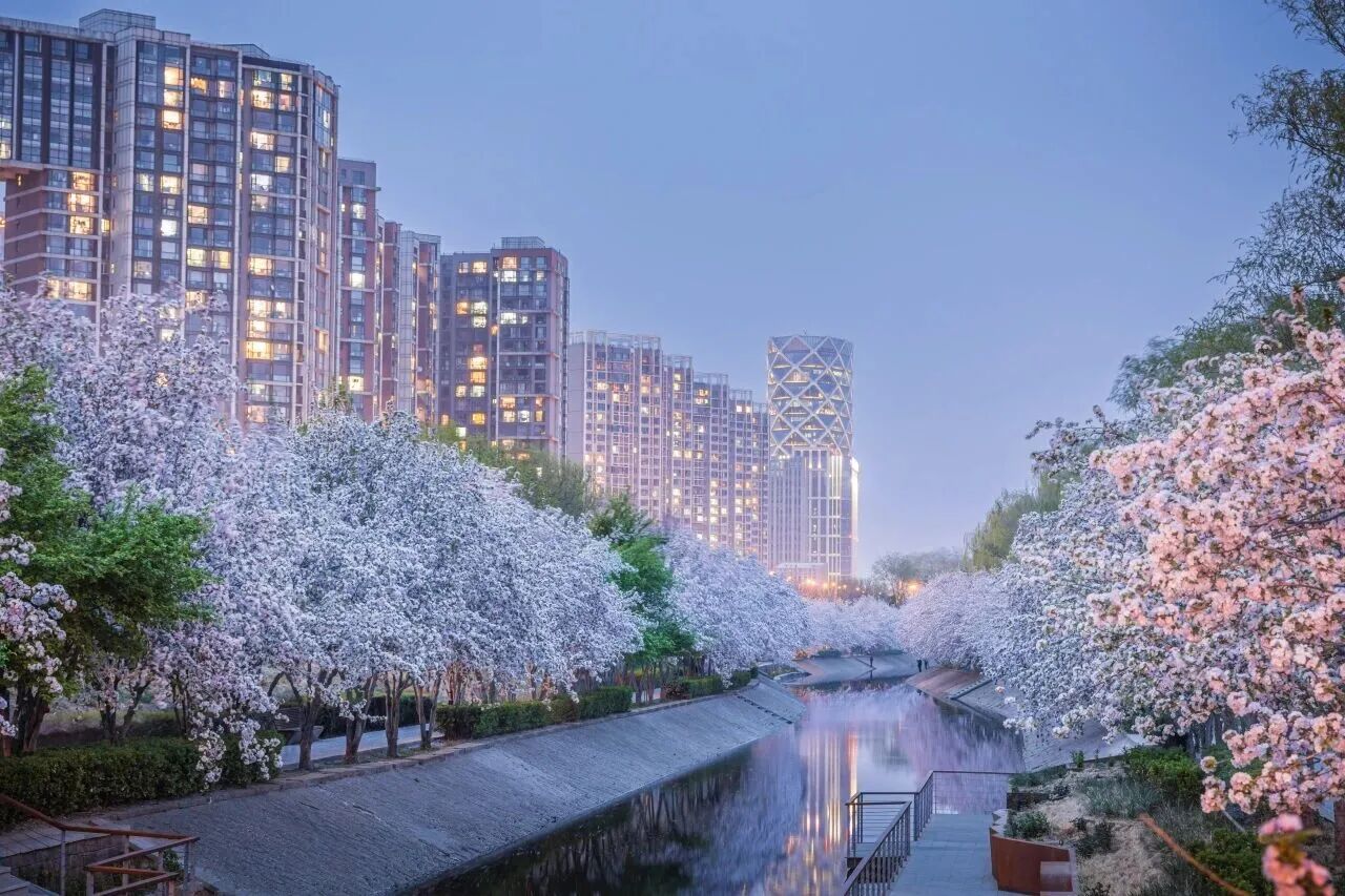 Están en plena floración las flores de manzano silvestre en Wangjing