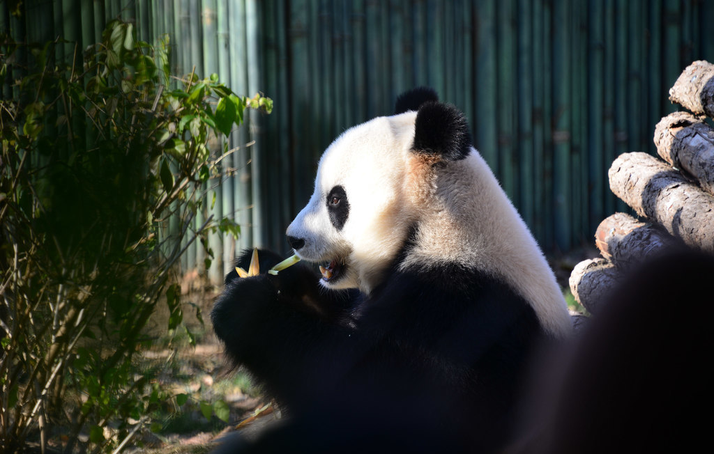 Popular animals on the internet in Beijing are all here