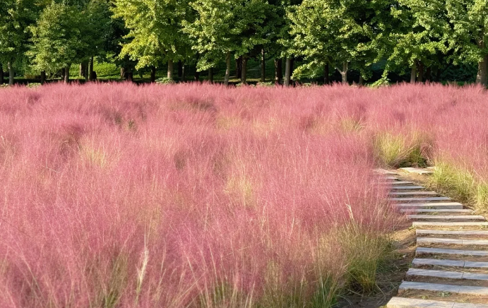 以草之名，与花媲美——圆明园这个秋季美得不像话