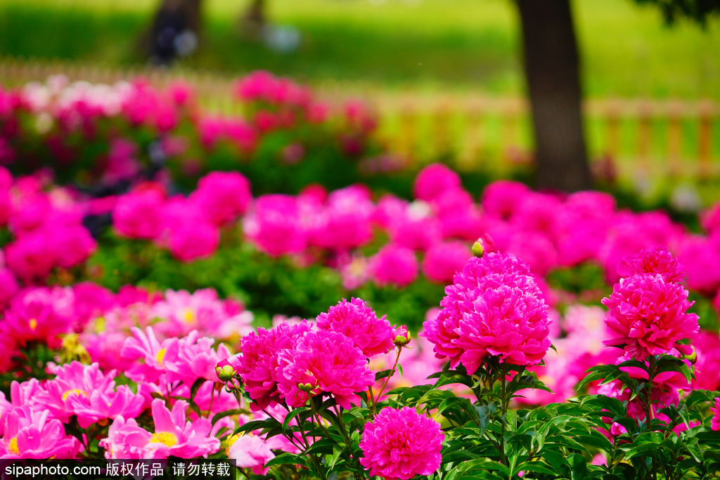 圆明园芍药花海醉游人