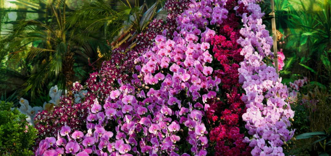 Indoor flower fields in Beijing in full bloom