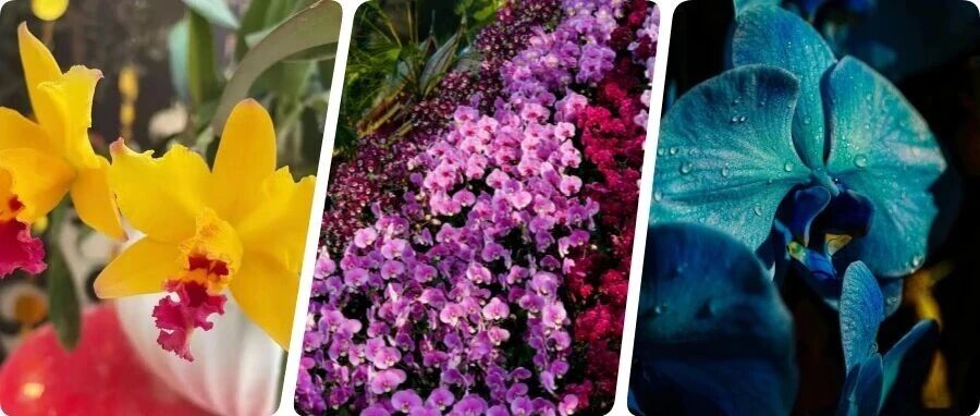 🤩太美了！北京室内花海绽放，“兰”不住的冬日浪漫