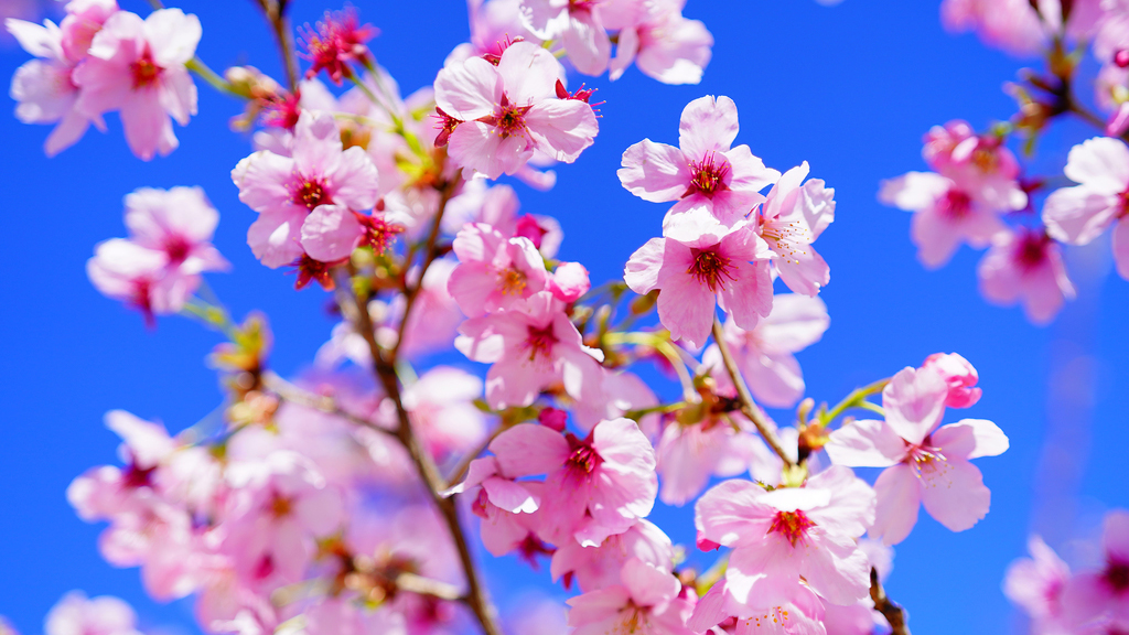 樱花开了！北京首条樱花河，即将亮相