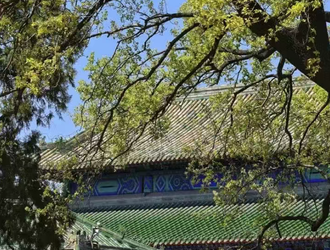 在北京，当你抬头看古树，古树也在拥抱你