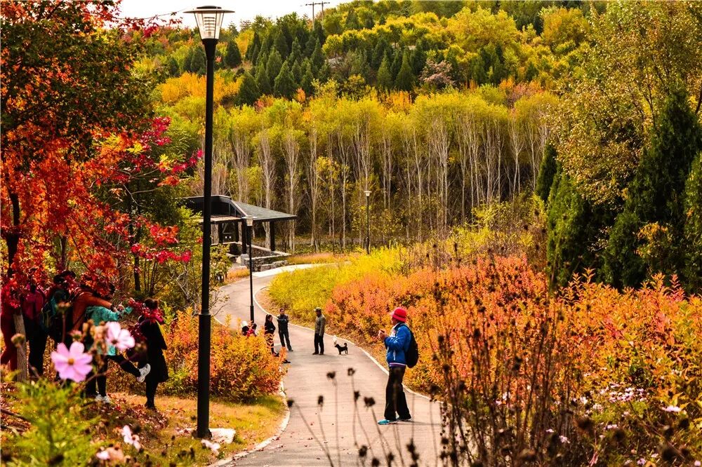 Last call for autumn magic! Beijing's hidden forest gems before winter