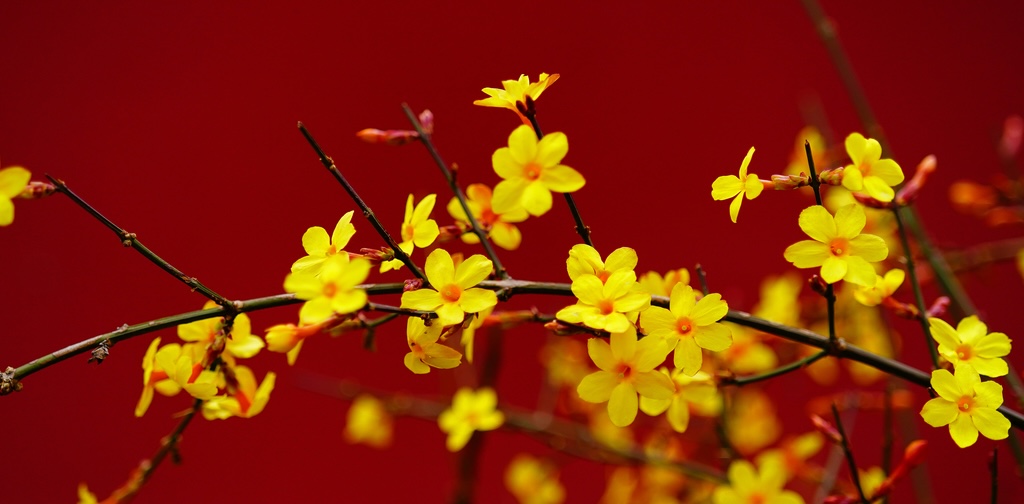 Meet spring in Beijing this early March