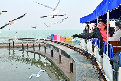 天津滨海新区：河海相汇，鸥影翩跹