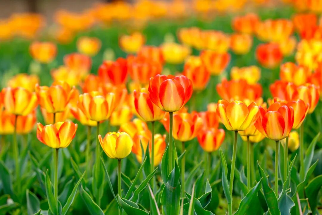 Торжественное открытие Фестиваля тюльпанов в Пекине 2026 года