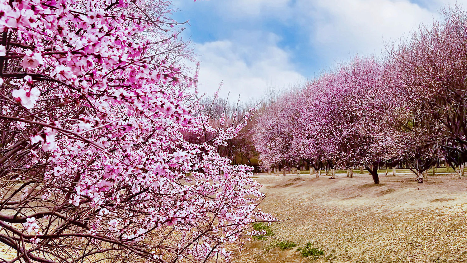 春花节上线！北京3月活动来啦