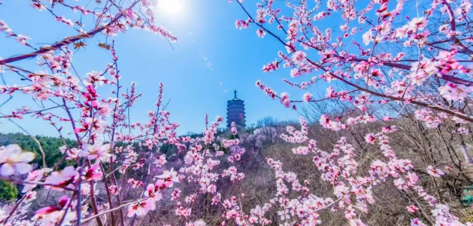 开放啦！北京春日“隐藏玩法”来了！