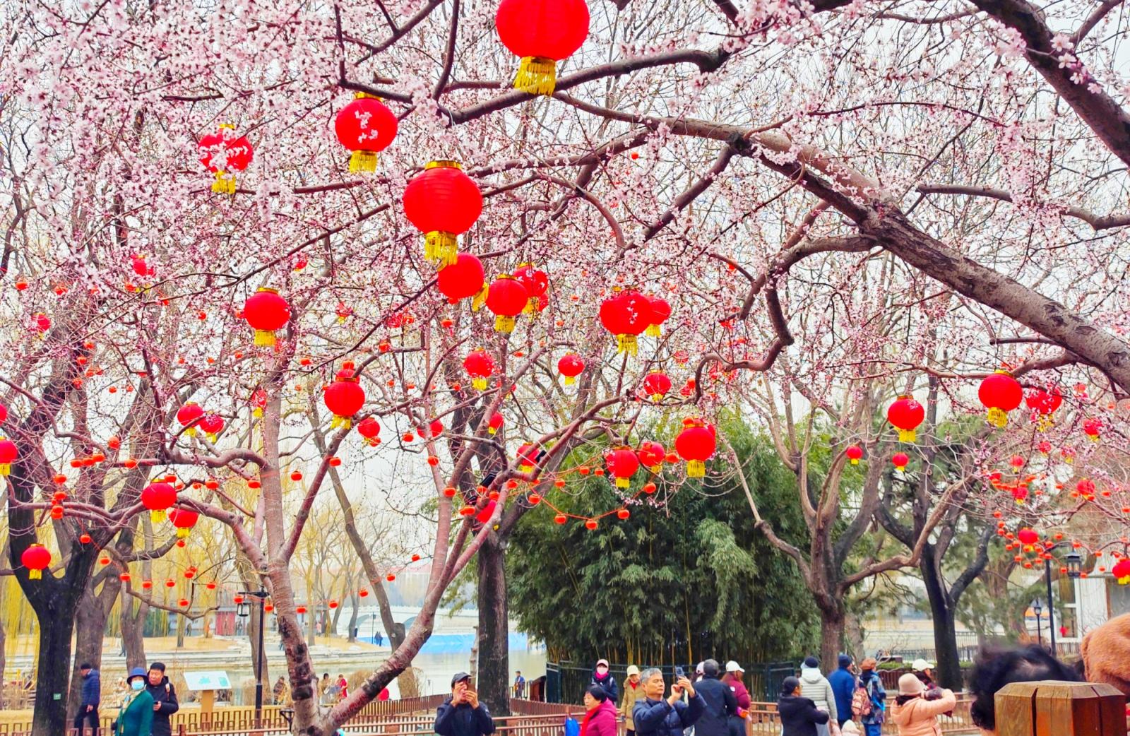 玉兰缀枝，山桃吐艳，本周末北京将迎今年首个赏花热潮