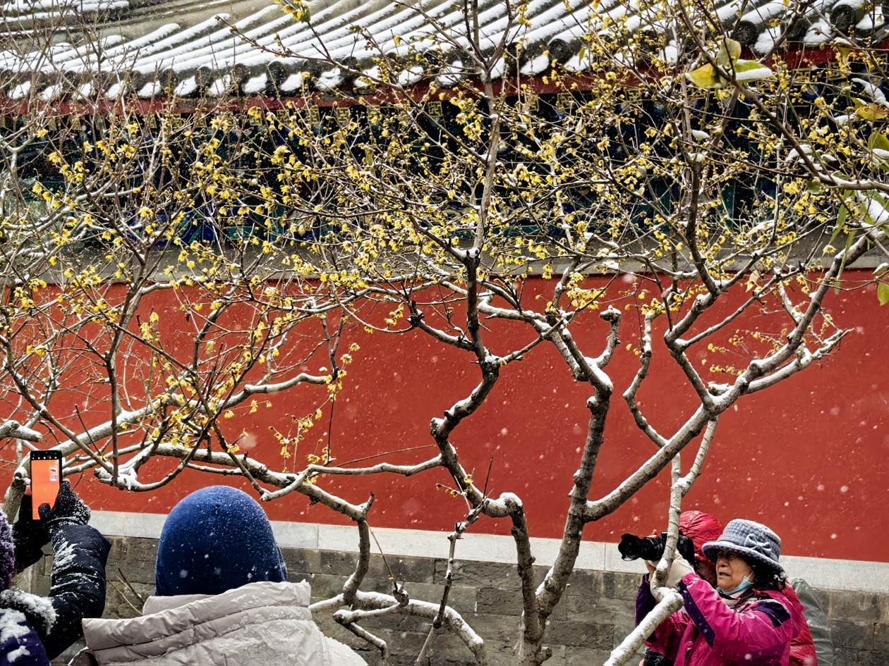 北京初雪，去国家植物园卧佛寺踏雪寻梅