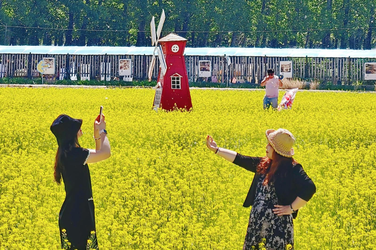 让稻田成为文旅新场景！海淀上庄打造“稻香花海”