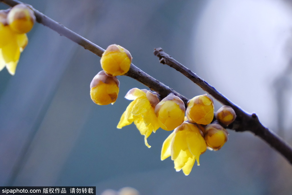北京：蜡梅飘香引游人