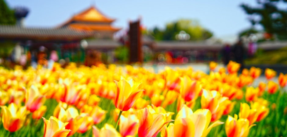 全网爆火！香迷糊了！快来北京拍这样的郁金香