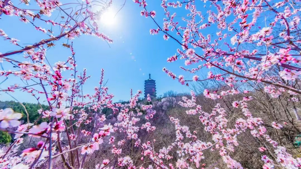 正在最佳观赏期！北京这些地方的漫山花海直接“封神”