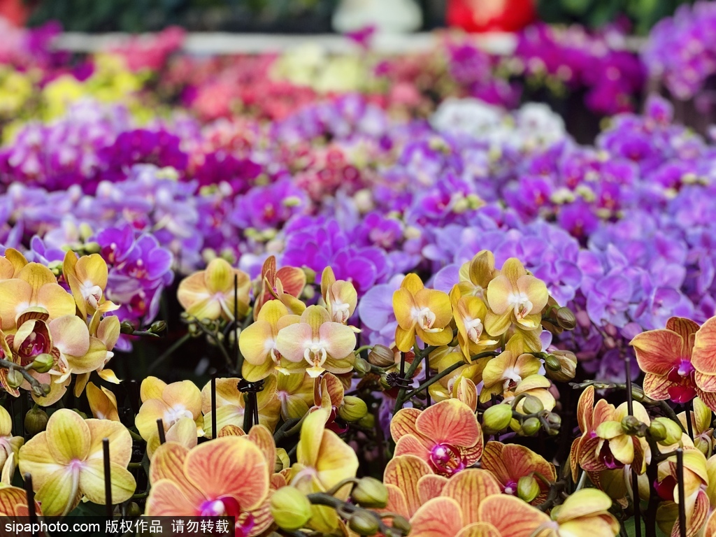 年宵名花进万家 百花齐放迎新春