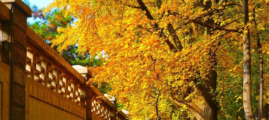 These gingko avenues about to enter the best viewing period