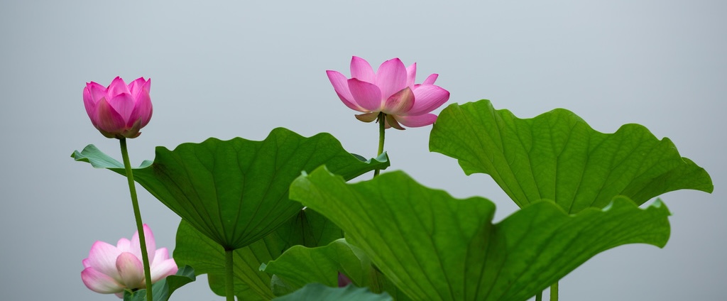 Ancient style lotus pond in Beijing