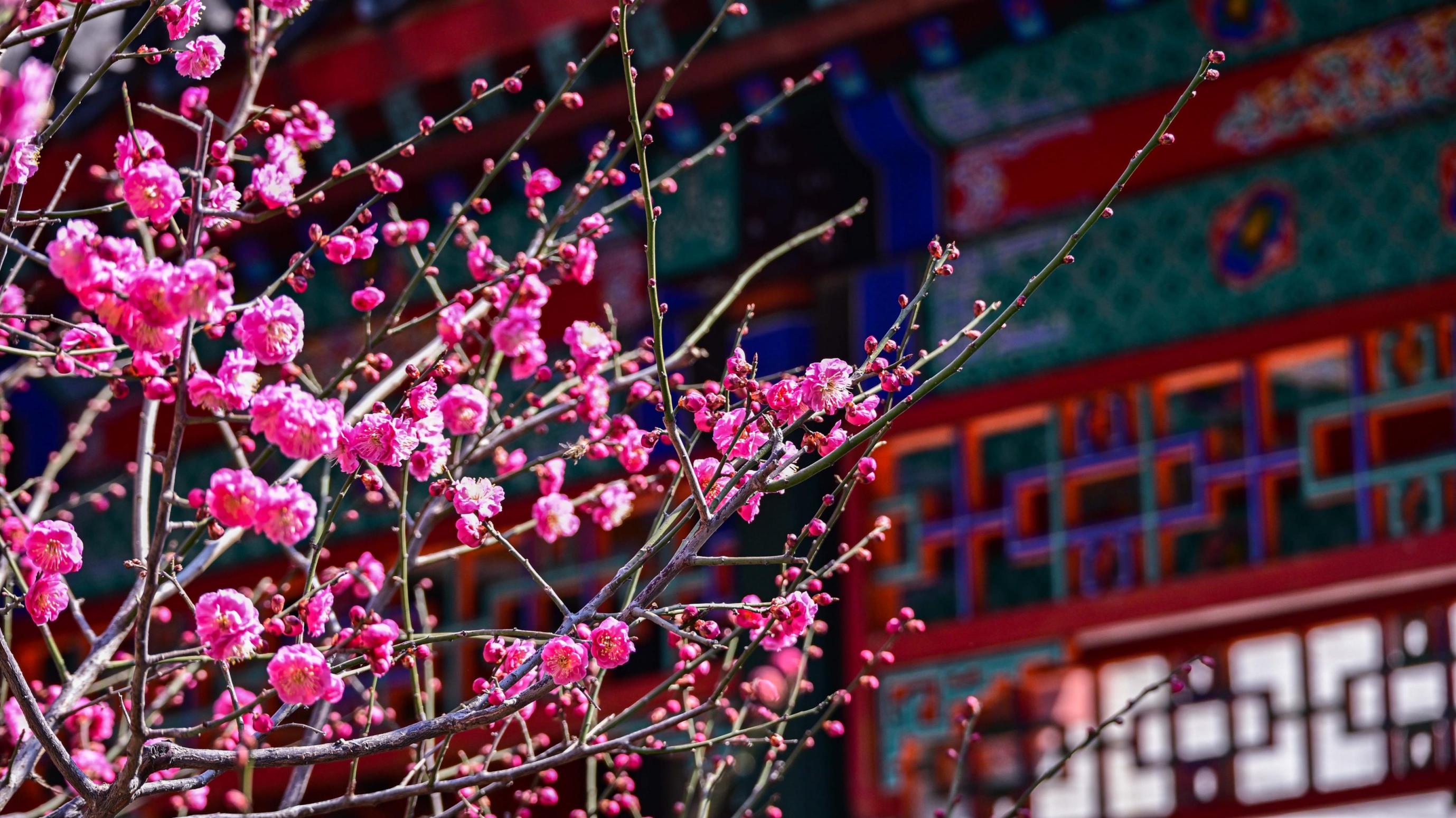 春染山林花初绽，香山公园踏青赏花季开启！推荐线路——