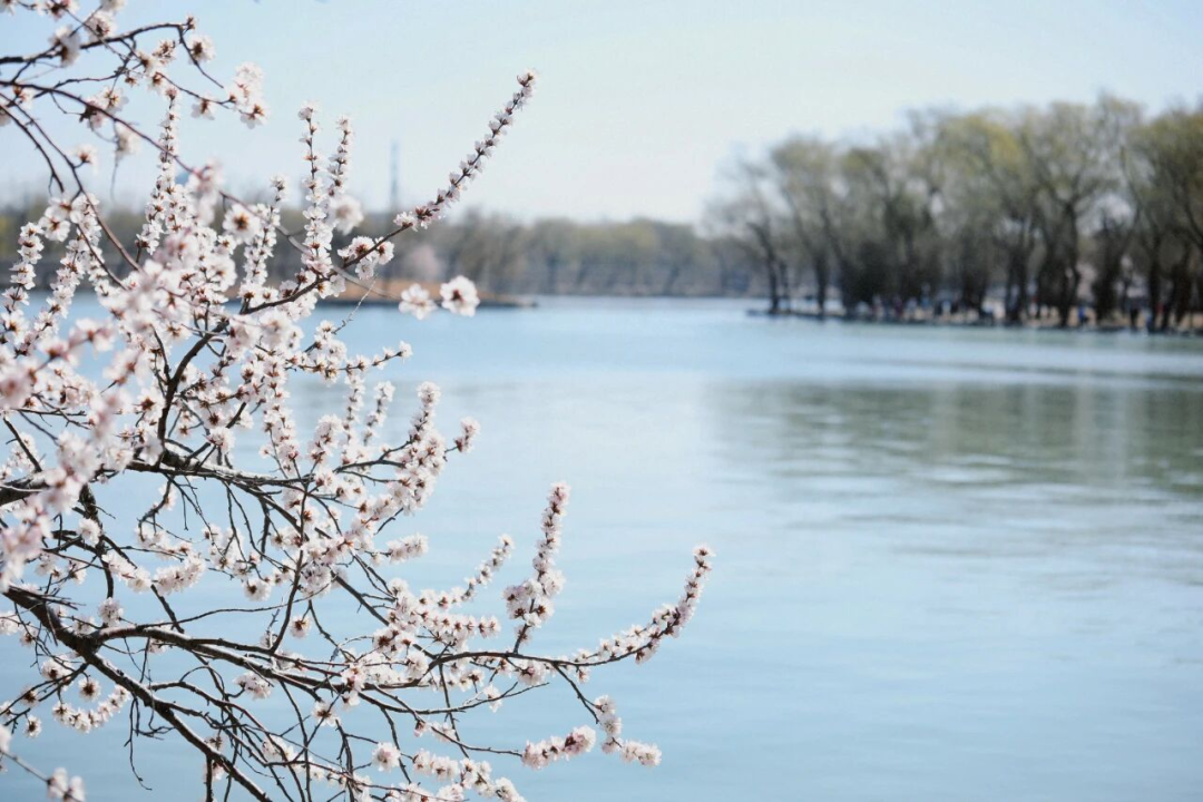 北京市属公园3月活动清单出炉~踏园寻芳、科普赏春两不误