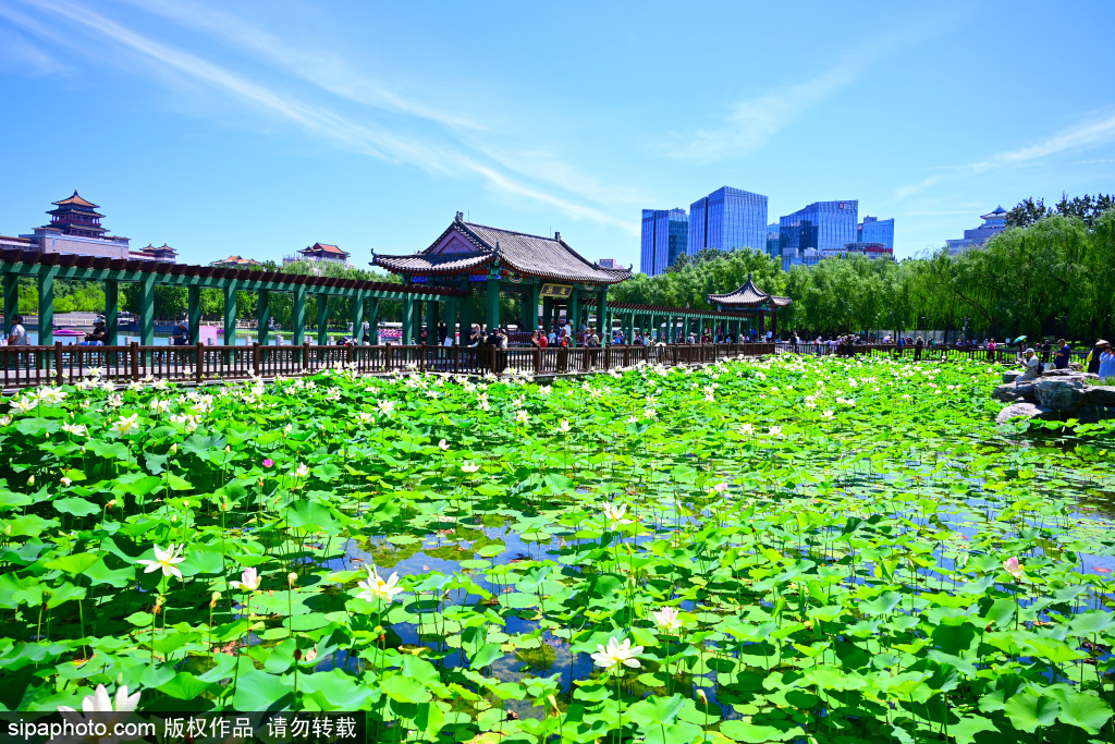 莲花池公园荷花盛开美不胜收