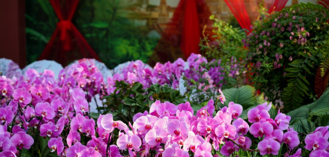 10万余株兰花！去北京这里解锁N种冬日快乐玩法 | 周末京郊微度假