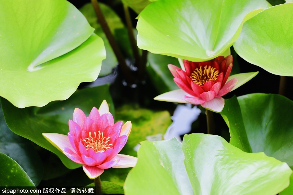 漫步大观园 探寻夏日荷花之美