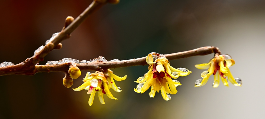 Beijing's 'first spring flowers' wintersweet in full bloom