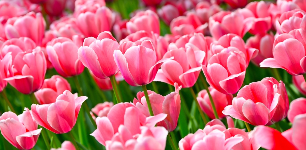 Weekend Getaways in Beijing Suburbs | 2 million tulips reach their peak beauty