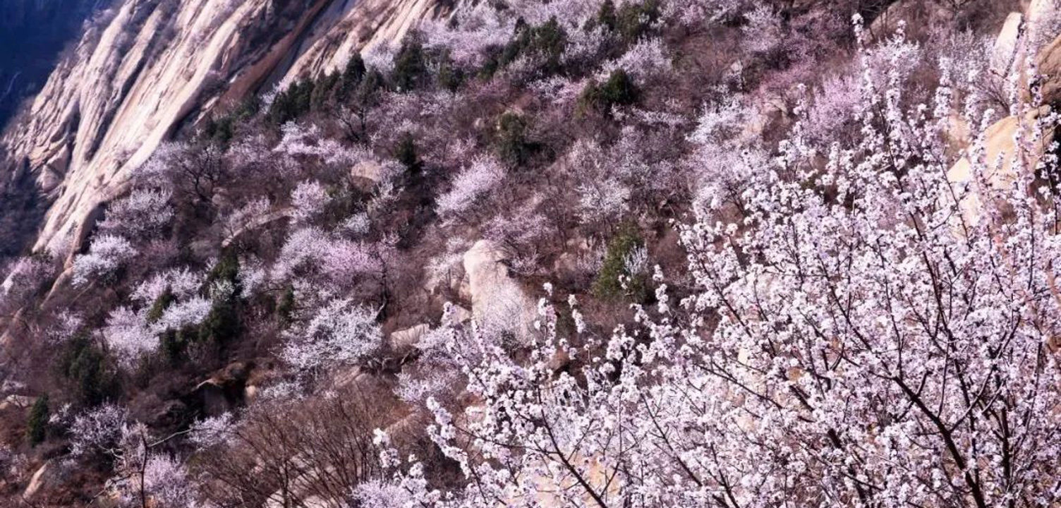 别有天地非人间！去过这片“桃花海”，后劲儿太大了