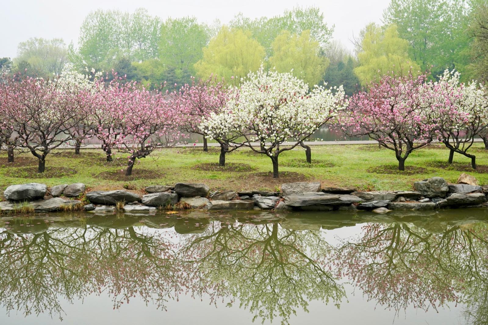 圆明园踏青节开幕，推出两条特色赏花路线