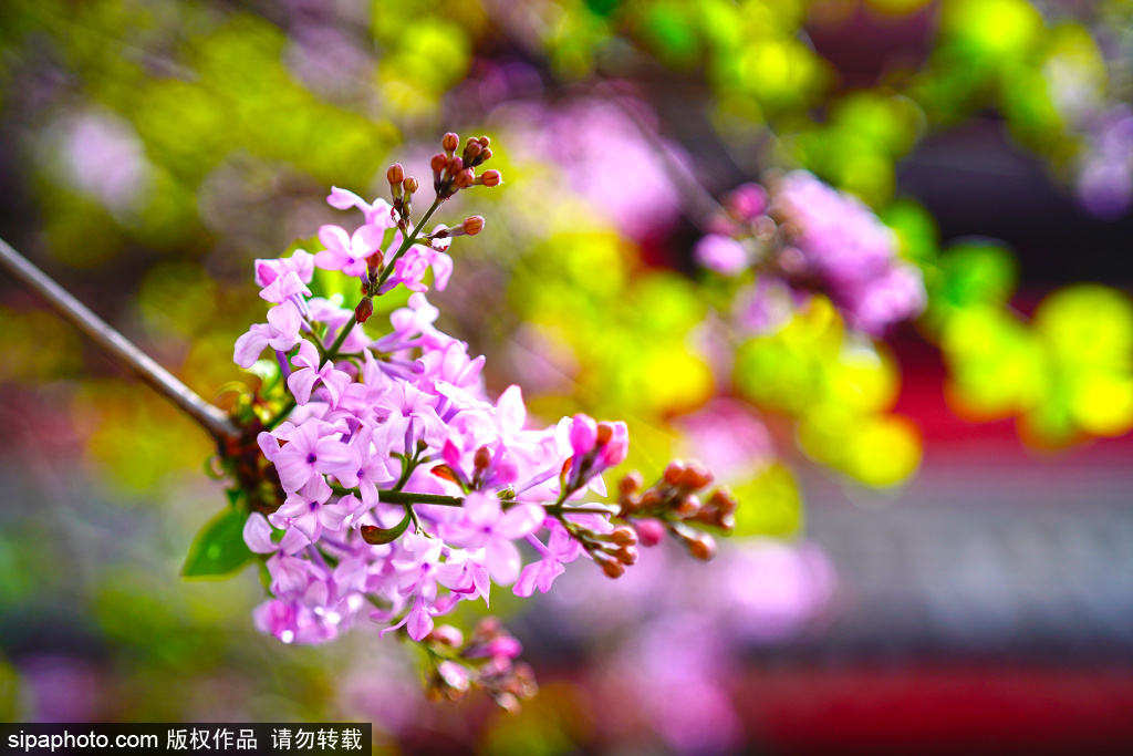 报国寺丁香花绽放