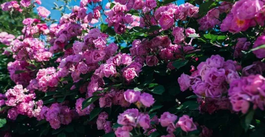 Come to Beijing for Spring Blossoms