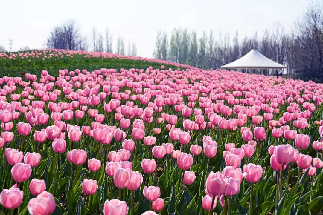 2026北京郁金香文化节