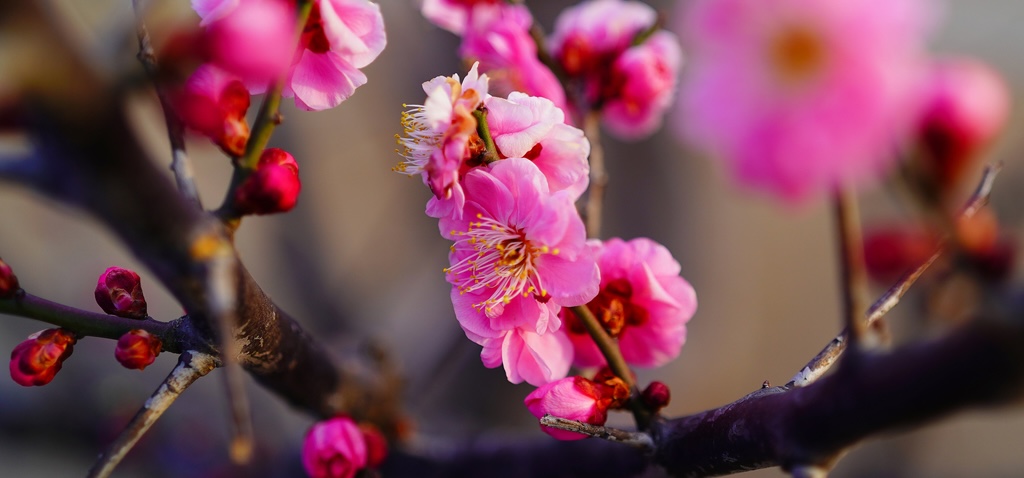 Weekend Getaways in Beijing Suburbs | Come to Huairou for the vibrant spring