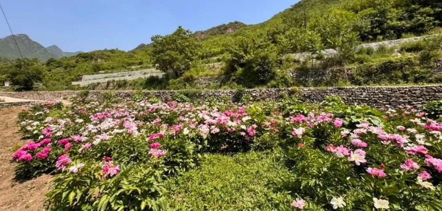 免费+出片！门头沟这个景区花开正艳