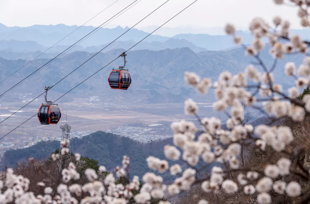 Сезон цветов · Международный фестиваль горных цветов «Сбор у Великой китайской стены» | Весенний ветерок и расцветшие цветы — всемирный весенний праздник!