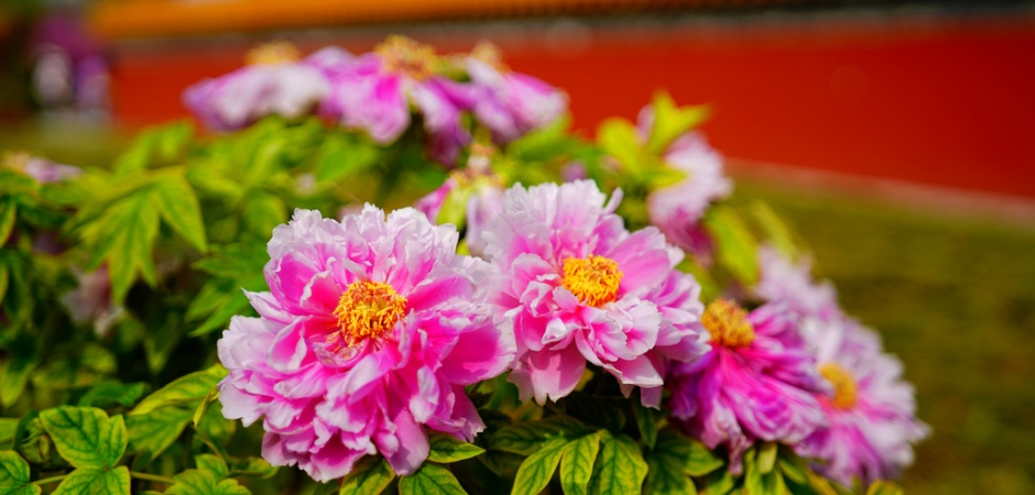 美爆！ “北京牡丹”首次齐聚！顶流赏花地来了！还能夜赏——