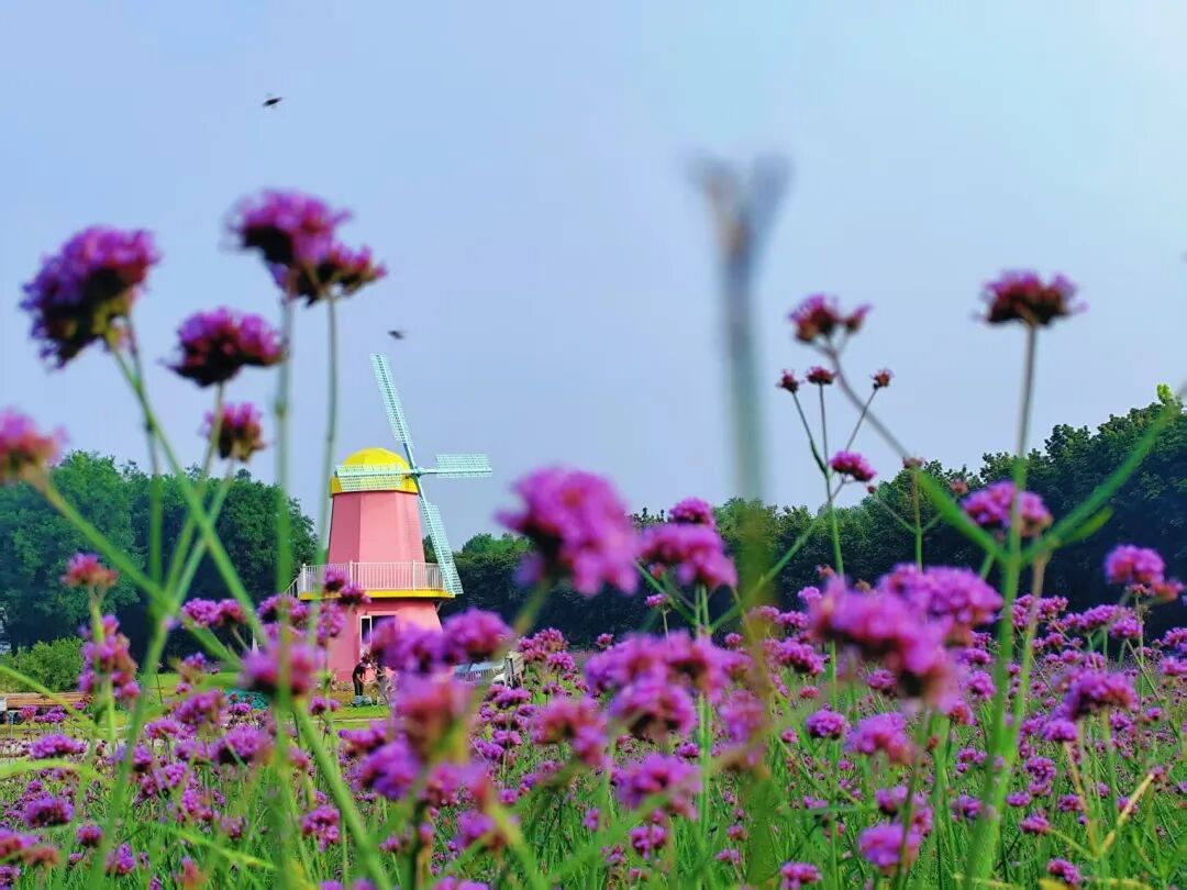 2025北京菊花文化节