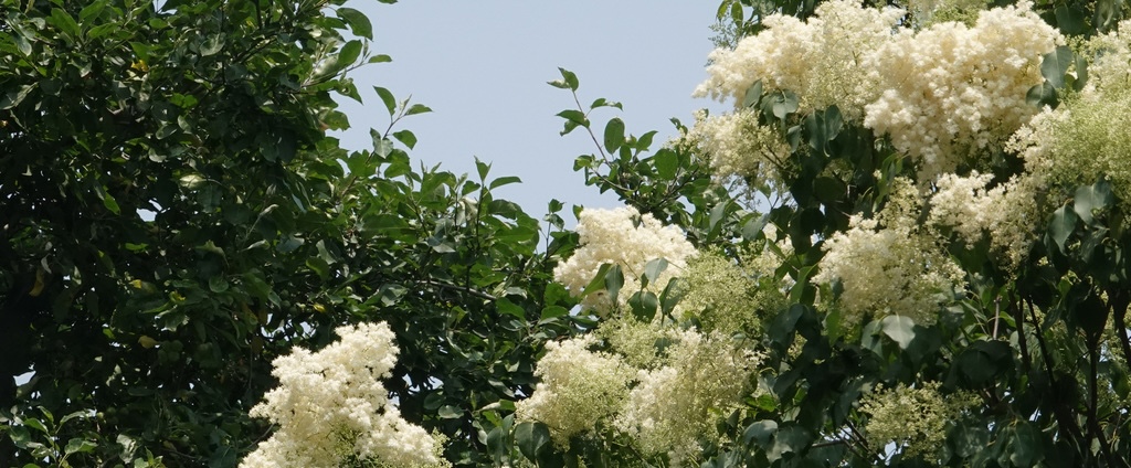 Beijing's new flower viewing spots