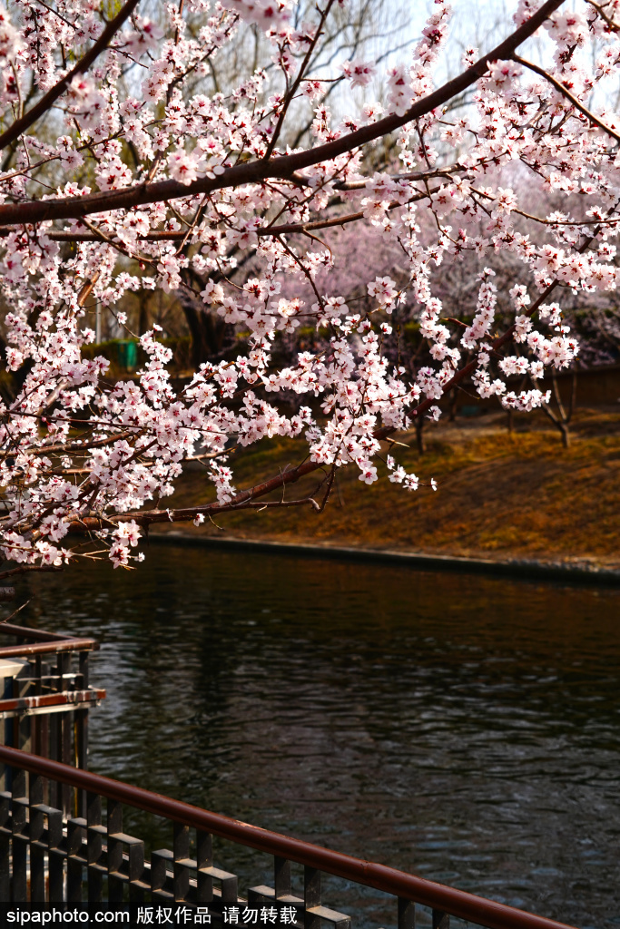 护城河畔绿柳成荫桃花盛开