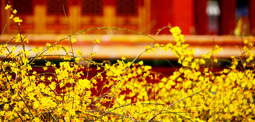 “迎春花瀑”映京城，快来打卡早春的第一抹亮色