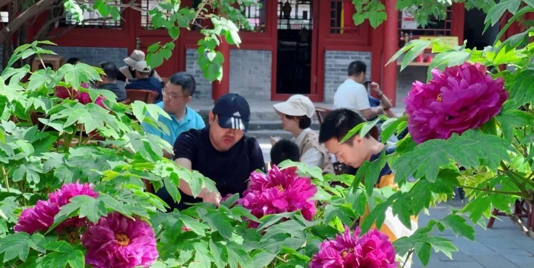 戒台寺二百年古牡丹花满枝头