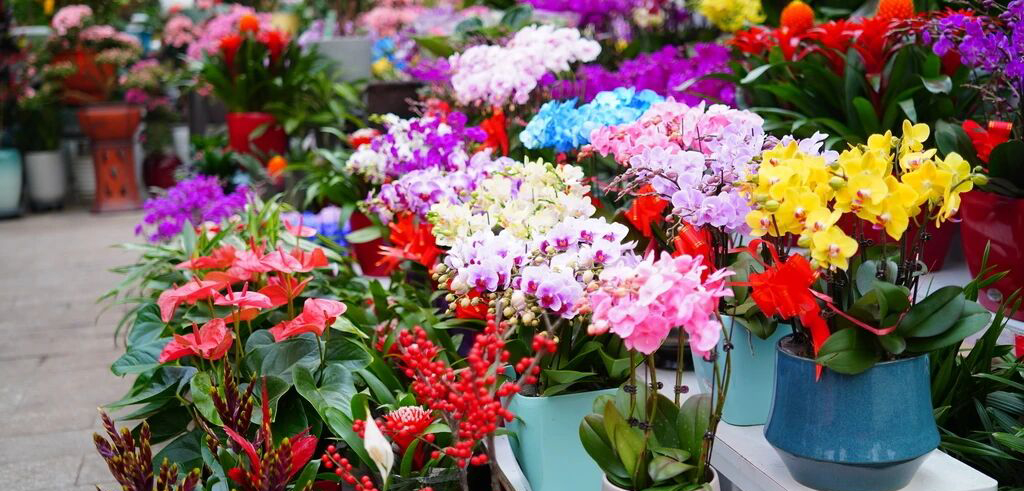 “马上花开”！北京20000㎡花市，好看又好逛——