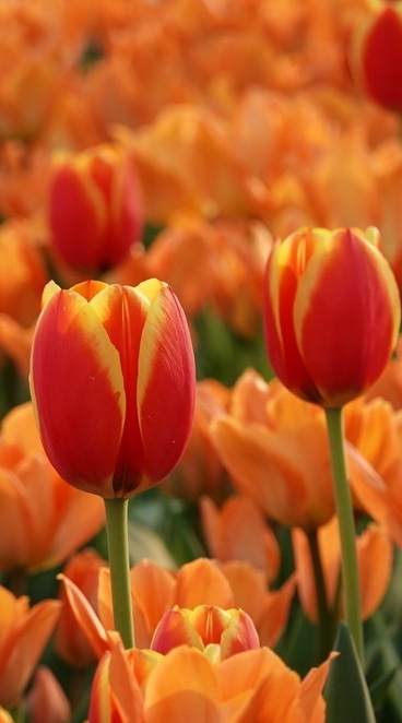 Tulips bloom in stunning beauty at the China National Botanical Garden