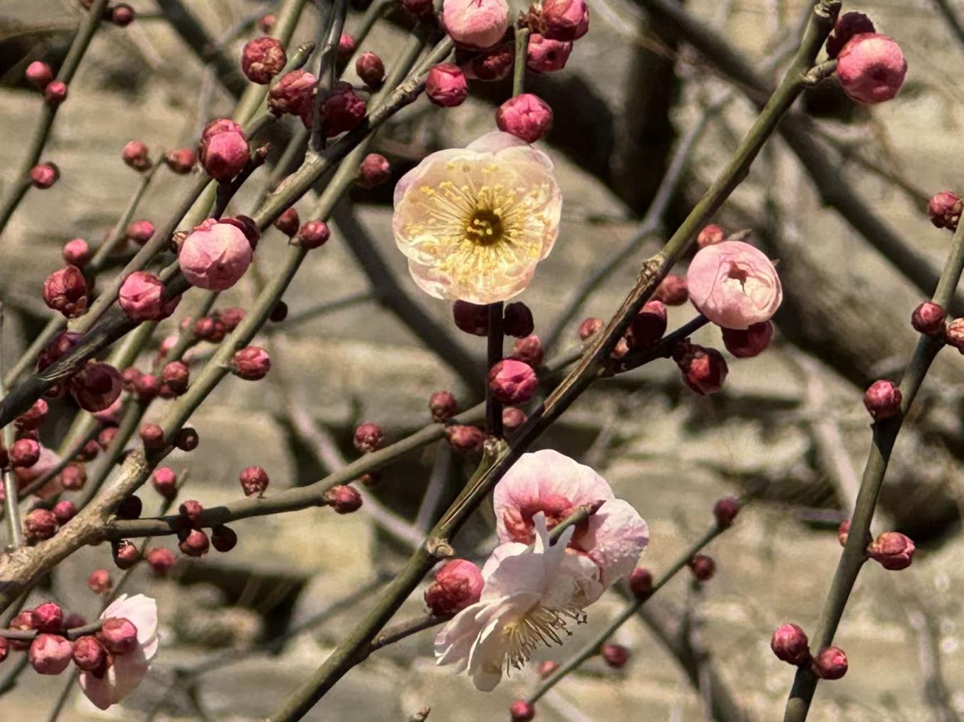 梅花竞放，玉兰初绽，迎春吐金！京城街头春色渐浓
