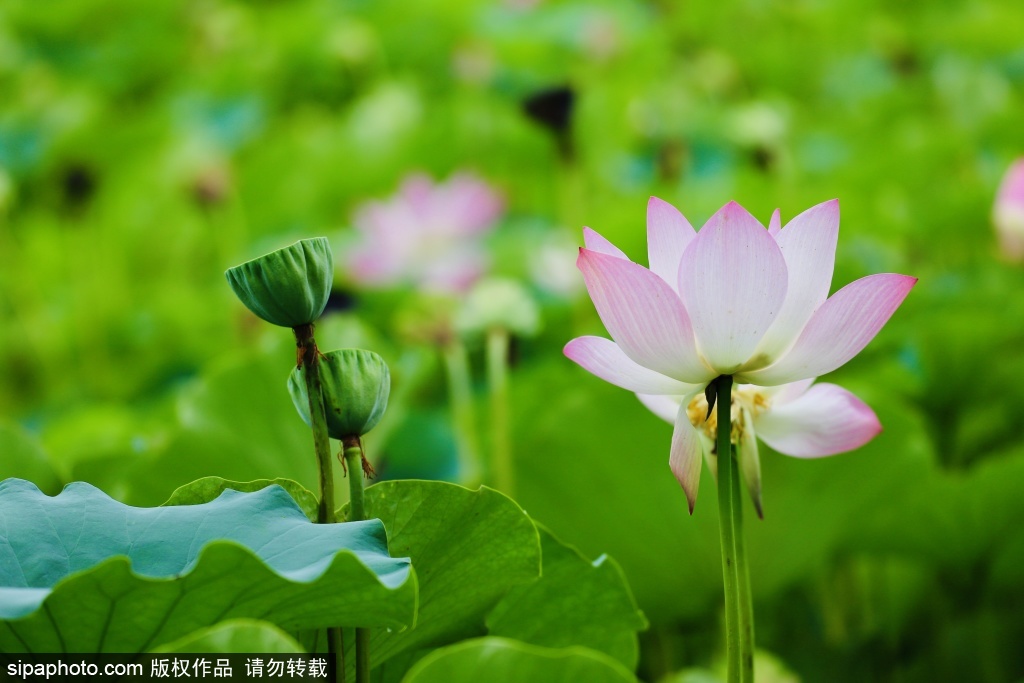 莲花池公园：夏末荷花与秋日美景并存
