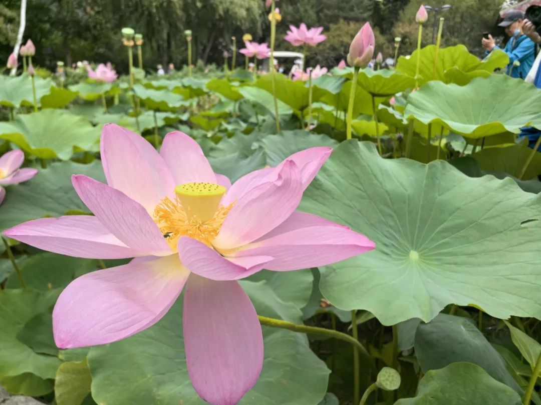 北京荷花文化节开幕，京冀两地300多种荷花莲花池公园争艳