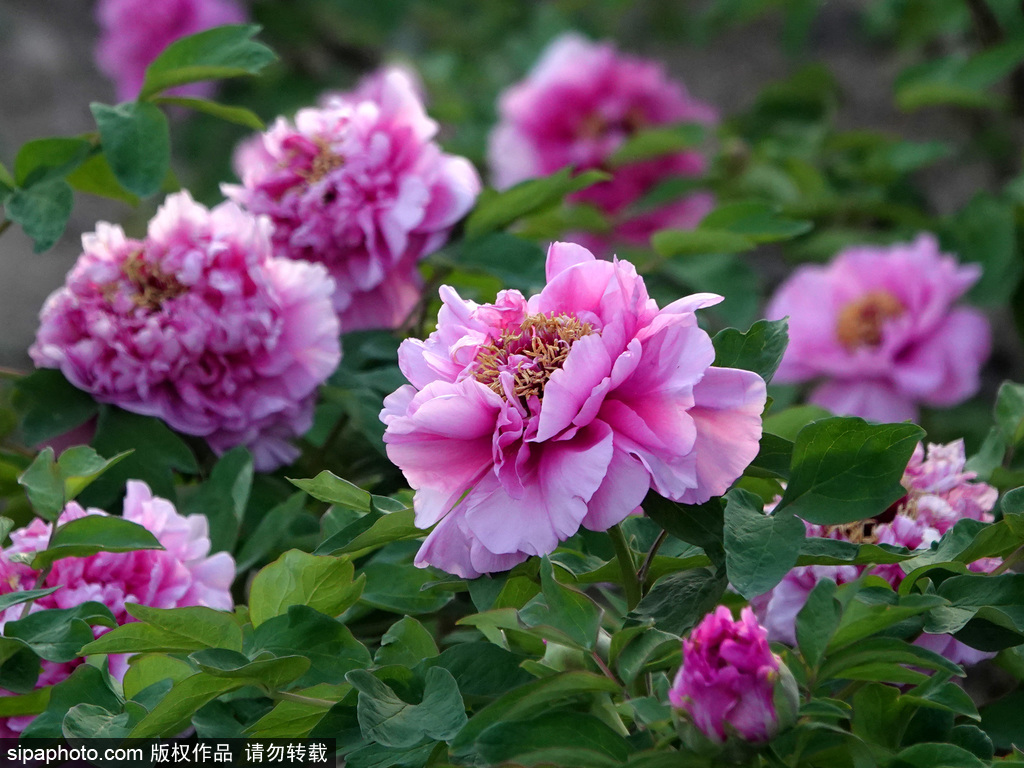 베이징 모란문화제 개막, 13개 구역에서 전시